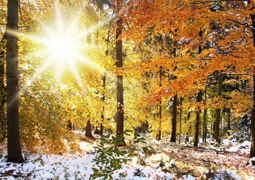 A sun shining through the trees in the woods.