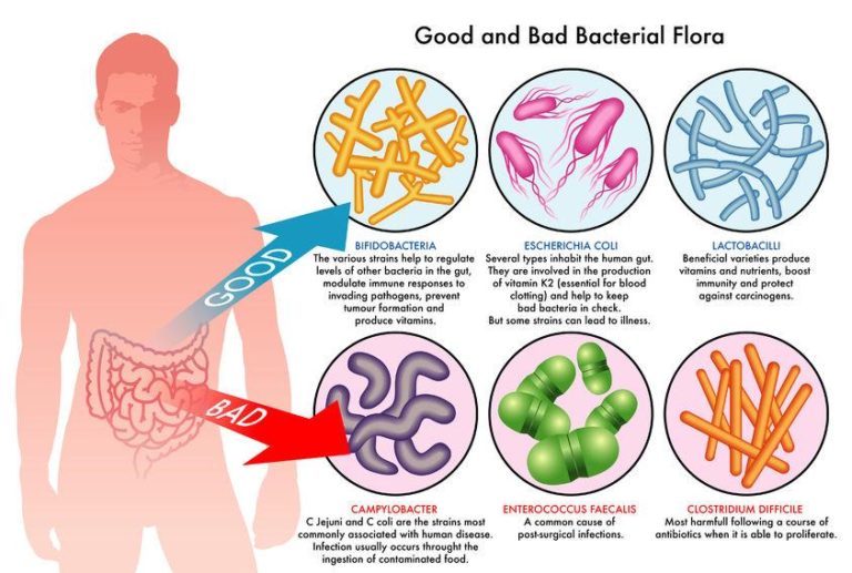 A diagram of the good and bad bacteria in human body.