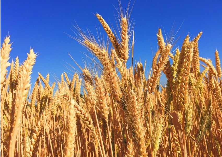 A field of wheat with blue sky in the background.